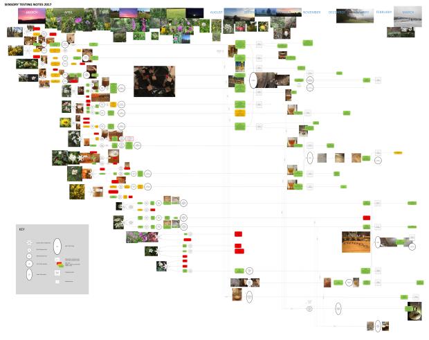 Sensory testing flow diagram_V6